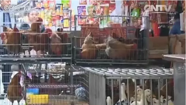 H7N9又來了，5分鐘教你如何對抗禽流感！