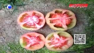空心西紅柿是打了激素不能吃？專家辟謠為你壓壓驚