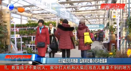 元旦臨近花卉熱銷(xiāo) 仙客來(lái)杜鵑小花卉受追捧