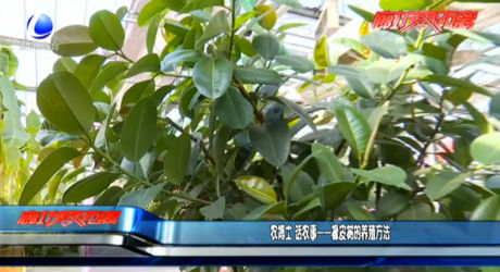 農(nóng)博士 話(huà)農(nóng)事——橡皮樹(shù)的養(yǎng)殖方法