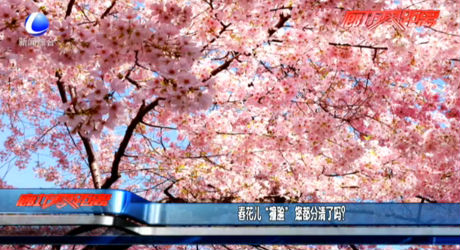 春花兒“撞臉” 您都分清了嗎？