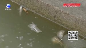 零距離·關(guān)注：人民公園人工湖內(nèi)現(xiàn)死魚(yú) 工作人員表示或與放生、捕魚(yú)有關(guān)