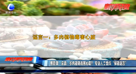 零距離求真：多肉植物毒害心臟？專業(yè)人士盤點(diǎn)“綠植謠言”