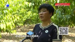 安次區(qū)葛漁城鎮(zhèn)有機(jī)富硒桃成熟  吸引游客盡享采摘樂趣