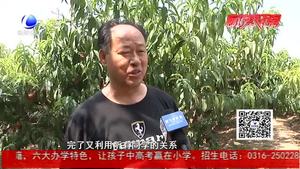桃子成熟銷售慘淡 知青回鄉(xiāng)助老生產隊長渡難關