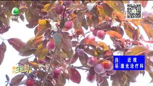 路邊的紫葉李結(jié)果 請(qǐng)市民不要隨意采摘