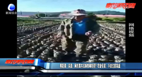 零距離·求真：網(wǎng)傳黑木耳頻繁噴農(nóng)藥？農(nóng)業(yè)專家：不必過度焦慮