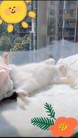 曬太陽的貓貓