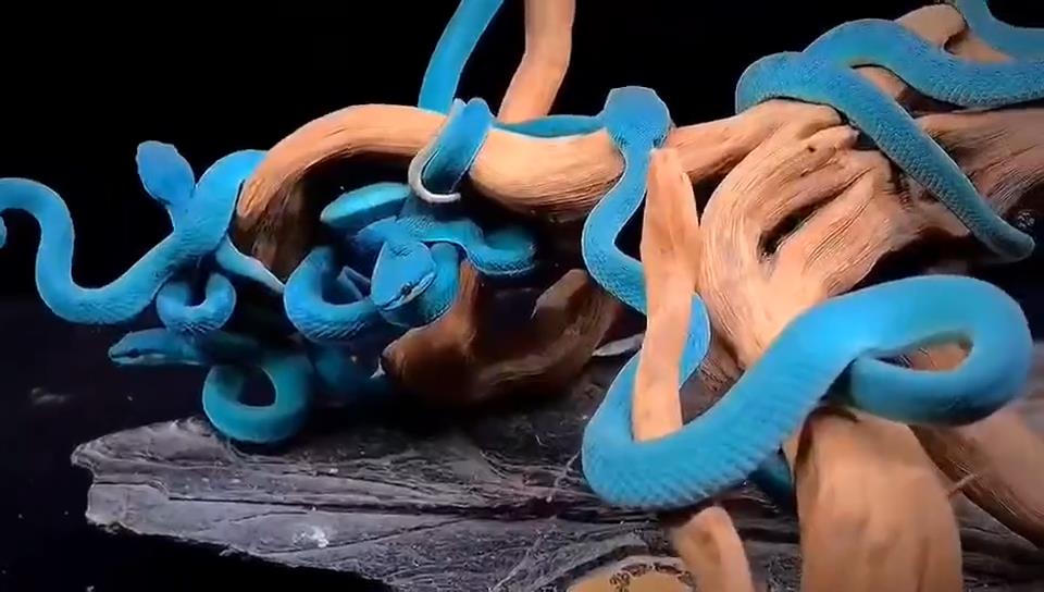 臺灣藍竹葉青蛇