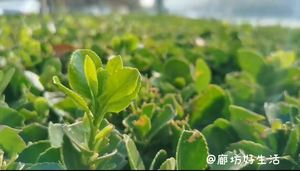 廊坊好生活，讓你的生活有滋有味
