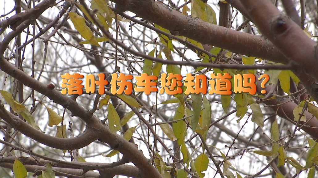 落葉傷車(chē)您知道嗎？