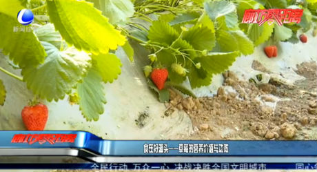 食在好源頭——草莓的營養(yǎng)價值與功效