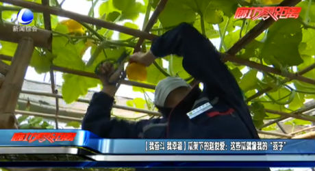 【我?jiàn)^斗 我幸?！抗霞芟碌内w俊愛(ài)：這些瓜就像我的“孩子”