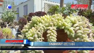 多肉植物春季養(yǎng)護(hù)？記住三個小技巧