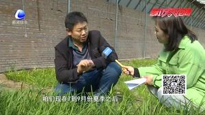 科技成果示范基地：日光溫室韭菜、黃瓜、草莓優(yōu)良品種示范