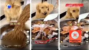 零距離·關注：讓寵物當“大胃王”引熱議